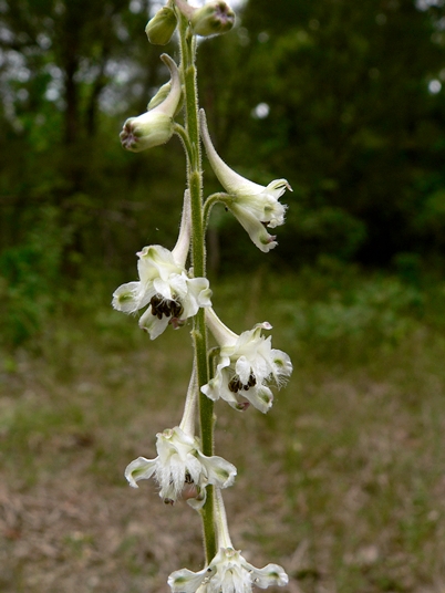 {Delphinium carolinianum ssp. calciphilum}